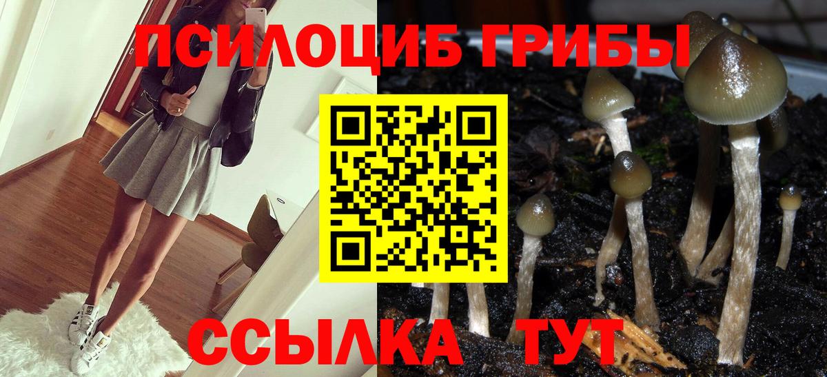 Псилоцибиновые грибы Psilocybine cubensis Канск